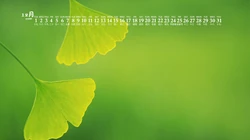 阳光，绿叶，小清新，2020年12月绿色主题植物系列日历壁纸图片