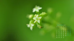 阳光，绿叶，小清新，2020年12月绿色主题植物系列日历壁纸图片