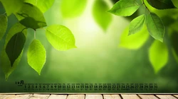 阳光，绿叶，小清新，2020年12月绿色主题植物系列日历壁纸图片