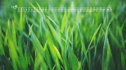 阳光，绿叶，小清新，2020年12月绿色主题植物系列日历壁纸图片
