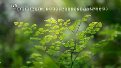 阳光，绿叶，小清新，2020年12月绿色主题植物系列日历壁纸图片