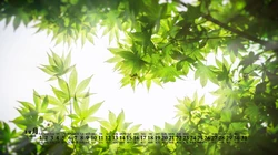 阳光，绿叶，小清新，2020年12月绿色主题植物系列日历壁纸图片