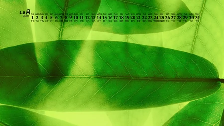 阳光，绿叶，小清新，2020年12月绿色主题植物系列日历壁纸图片