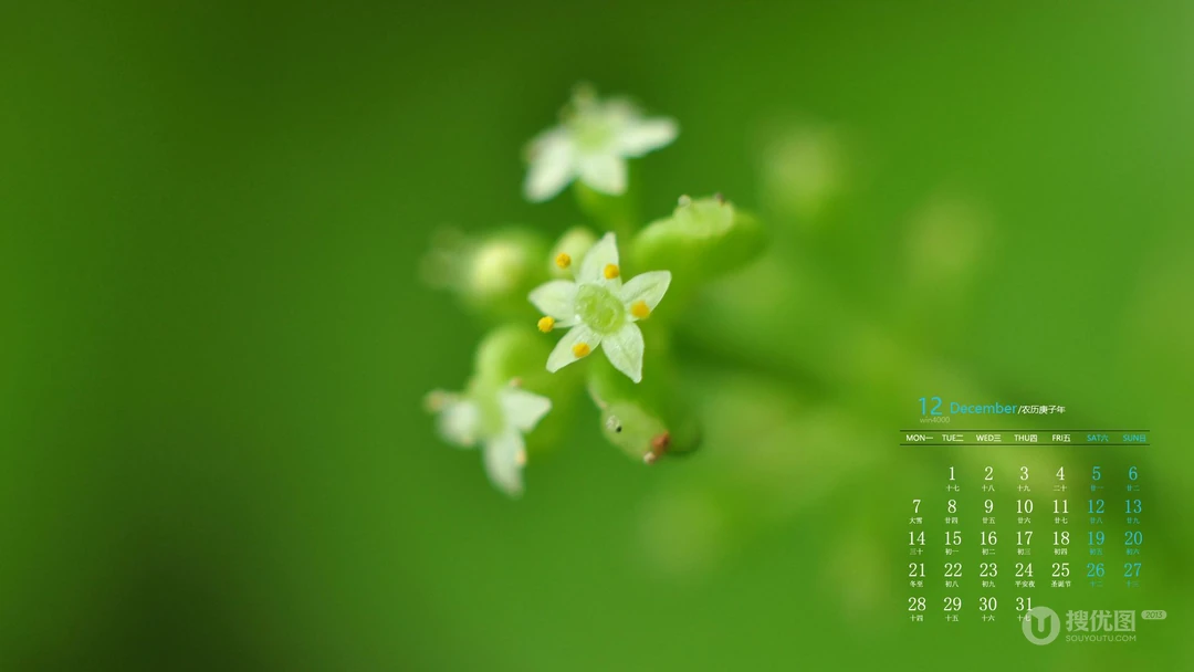 阳光，绿叶，小清新，2020年12月绿色主题植物系列日历壁纸图片