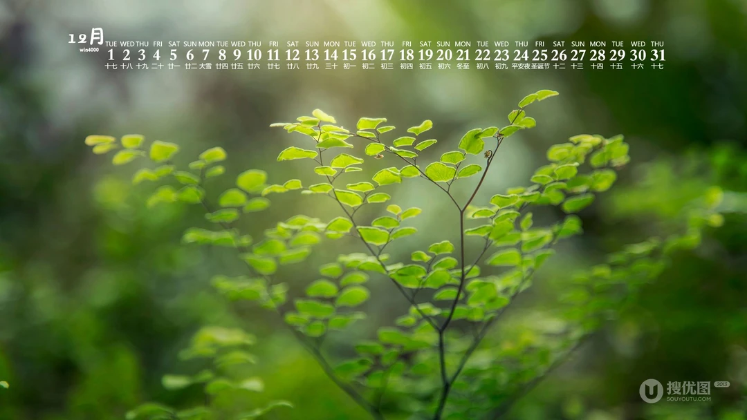 阳光，绿叶，小清新，2020年12月绿色主题植物系列日历壁纸图片