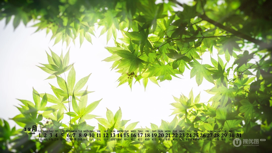 阳光，绿叶，小清新，2020年12月绿色主题植物系列日历壁纸图片