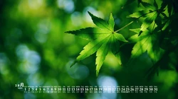 阳光，绿叶，小清新，2020年12月绿色主题植物系列日历壁纸图片