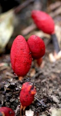 生长于荫蔽林中，湿润土壤处的药植红冬蛇菰高清图片