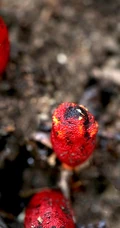 生长于荫蔽林中，湿润土壤处的药植红冬蛇菰高清图片