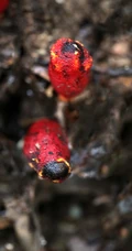 生长于荫蔽林中，湿润土壤处的药植红冬蛇菰高清图片