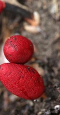 生长于荫蔽林中，湿润土壤处的药植红冬蛇菰高清图片