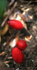 生长于荫蔽林中，湿润土壤处的药植红冬蛇菰高清图片