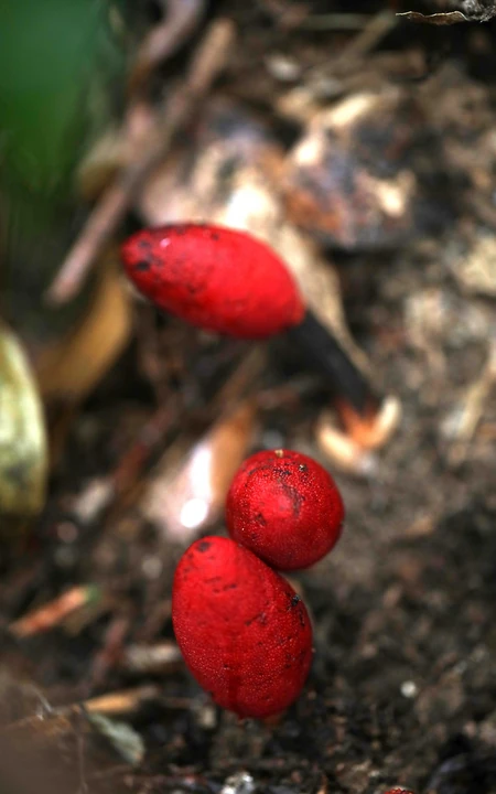 生长于荫蔽林中，湿润土壤处的药植红冬蛇菰高清图片