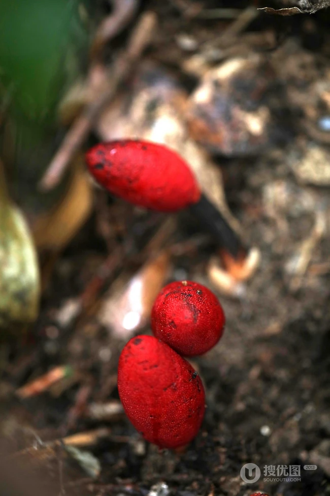 生长于荫蔽林中，湿润土壤处的药植红冬蛇菰高清图片