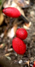 生长于荫蔽林中，湿润土壤处的药植红冬蛇菰高清图片