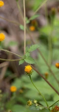 常见于村旁、路边及荒地中野草，草本植物鬼针草高清图片
