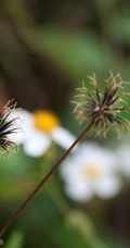 常见于村旁、路边及荒地中野草，草本植物鬼针草高清图片