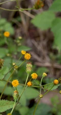 常见于村旁、路边及荒地中野草，草本植物鬼针草高清图片