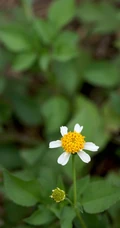 常见于村旁、路边及荒地中野草，草本植物鬼针草高清图片