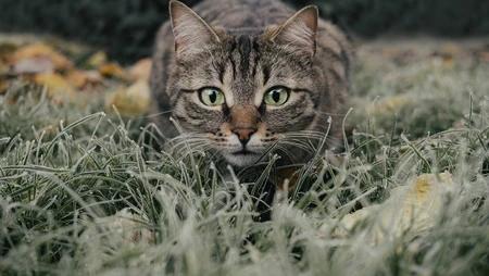匍匐在草地上正对着镜头观看的虎斑猫宠物高清壁纸图片