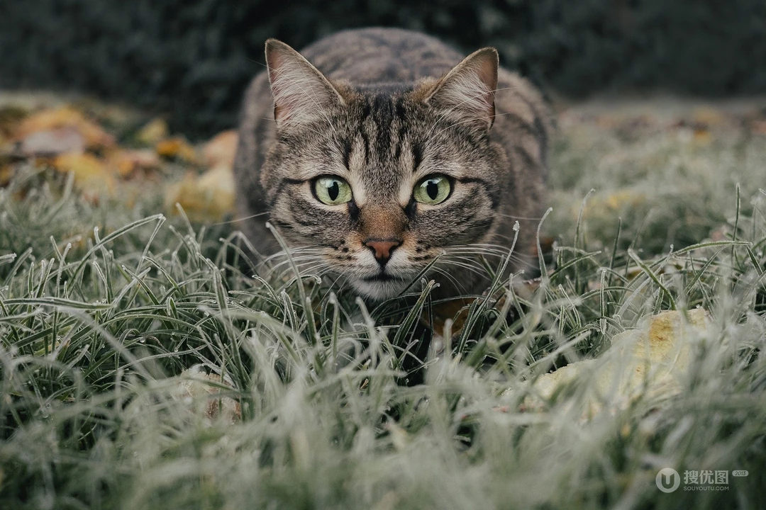 匍匐在草地上正对着镜头观看的虎斑猫宠物高清壁纸图片
