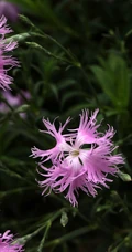 盛开的粉色小花-瞿麦花图片