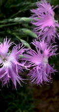 盛开的粉色小花-瞿麦花图片