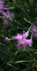 盛开的粉色小花-瞿麦花图片