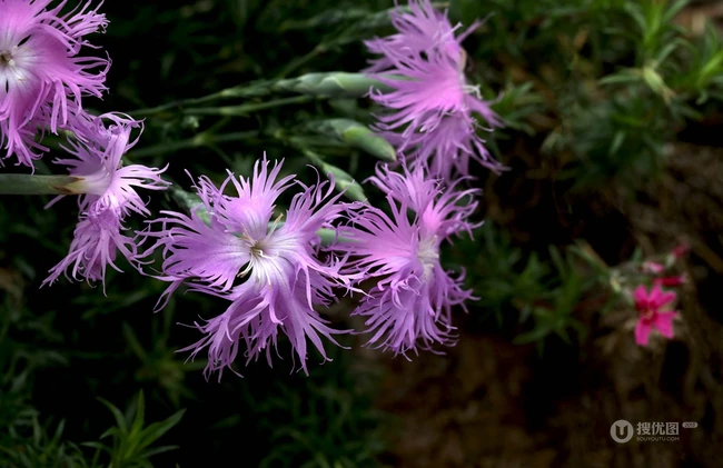 盛开的粉色小花-瞿麦花图片