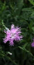 盛开的粉色小花-瞿麦花图片