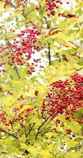 细花泡花树的红色果实，果子高清图片