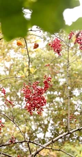 细花泡花树的红色果实，果子高清图片