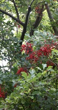细花泡花树的红色果实，果子高清图片