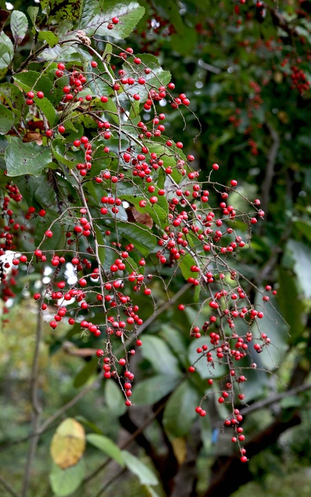 细花泡花树的红色果实，果子高清图片