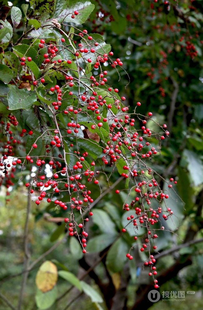 细花泡花树的红色果实，果子高清图片