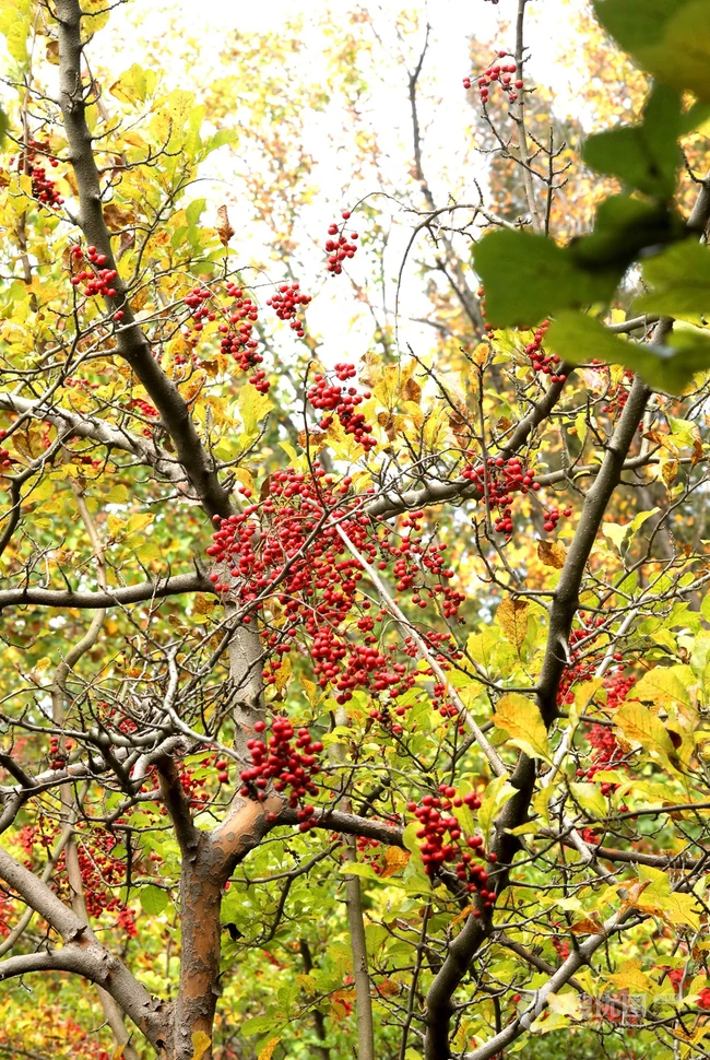 细花泡花树的红色果实，果子高清图片