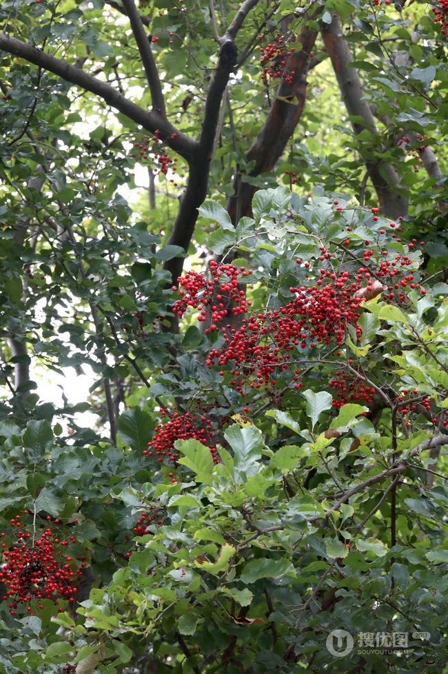 细花泡花树的红色果实，果子高清图片