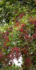 细花泡花树的红色果实，果子高清图片
