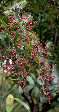 细花泡花树的红色果实，果子高清图片