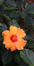 黄色花瓣的朱槿花，朱槿&ldquo;雅典娜&rdquo;绿叶 花朵高清图片