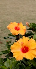 黄色花瓣的朱槿花，朱槿&ldquo;雅典娜&rdquo;绿叶 花朵高清图片