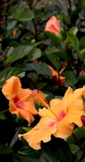 黄色花瓣的朱槿花，朱槿&ldquo;雅典娜&rdquo;绿叶 花朵高清图片