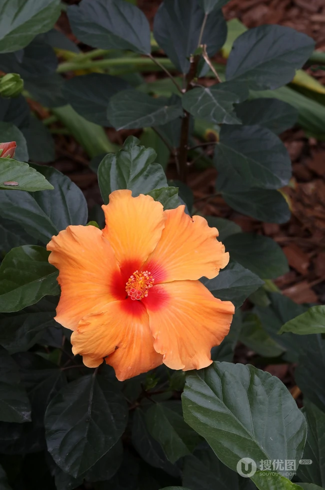 黄色花瓣的朱槿花，朱槿&ldquo;雅典娜&rdquo;绿叶 花朵高清图片