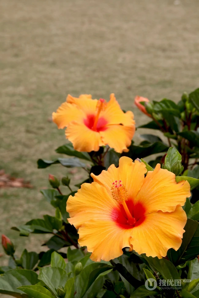 黄色花瓣的朱槿花，朱槿&ldquo;雅典娜&rdquo;绿叶 花朵高清图片