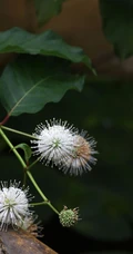 风箱树（假杨梅、水杨梅、珠花树梅））高清植物摄影图片
