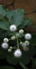 风箱树（假杨梅、水杨梅、珠花树梅））高清植物摄影图片