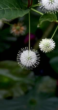 风箱树（假杨梅、水杨梅、珠花树梅））高清植物摄影图片