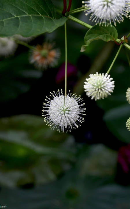 风箱树（假杨梅、水杨梅、珠花树梅））高清植物摄影图片