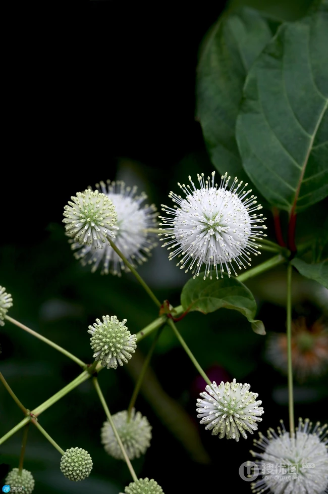 风箱树（假杨梅、水杨梅、珠花树梅））高清植物摄影图片