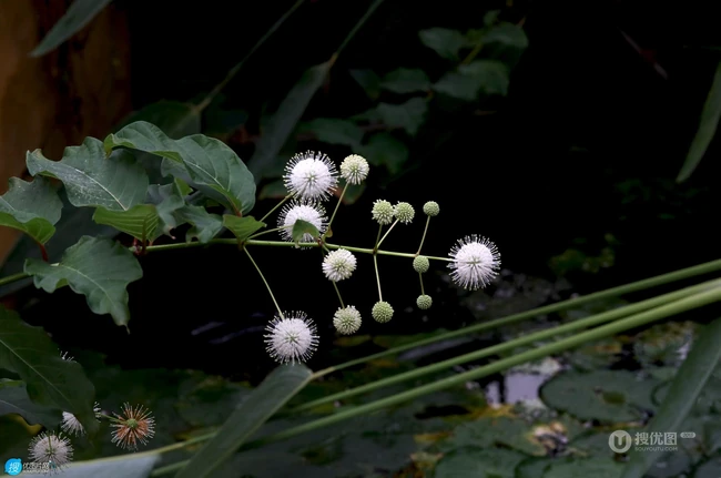 风箱树（假杨梅、水杨梅、珠花树梅））高清植物摄影图片